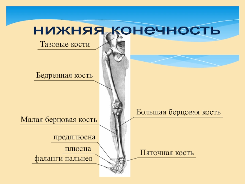 Где малая берцовая кость у человека. Большая берцовая и малая берцовая кость. Бедренная и большая берцовая кости. Берцовая кость нижней конечности. Малая берцовая кость нижней конечности.