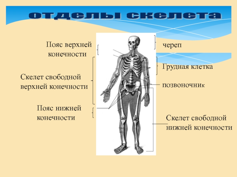 Какой отдел скелета есть. Отделы скелета. Основные отделы скелета. Опорно двигательная система скелет верхней конечности. Пояса конечностей отделы скелета.