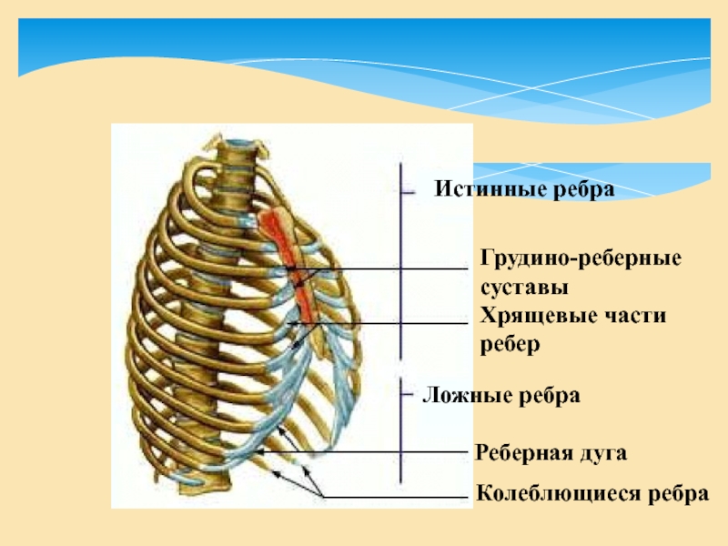 Толщину ребра