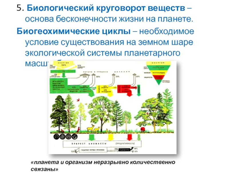 Биологический цикл. Биогеохимический круговорот веществ схема. Круговорот вещества и энергии на планете биогеохимический цикл. Биогеохимический круговорот веществ в биосфере. Основа биологического круговорота.