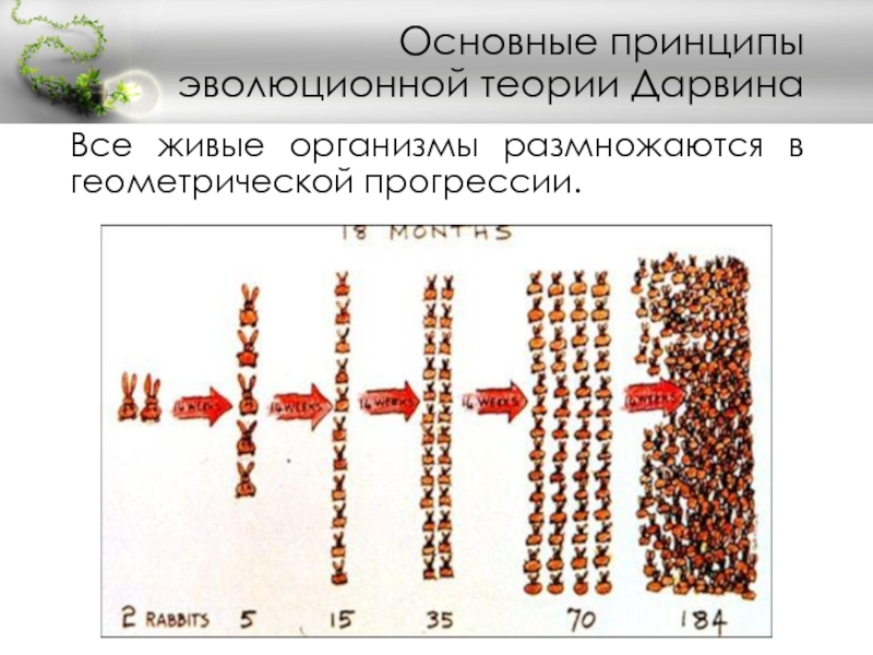 Принципы эволюции живых организмов презентация