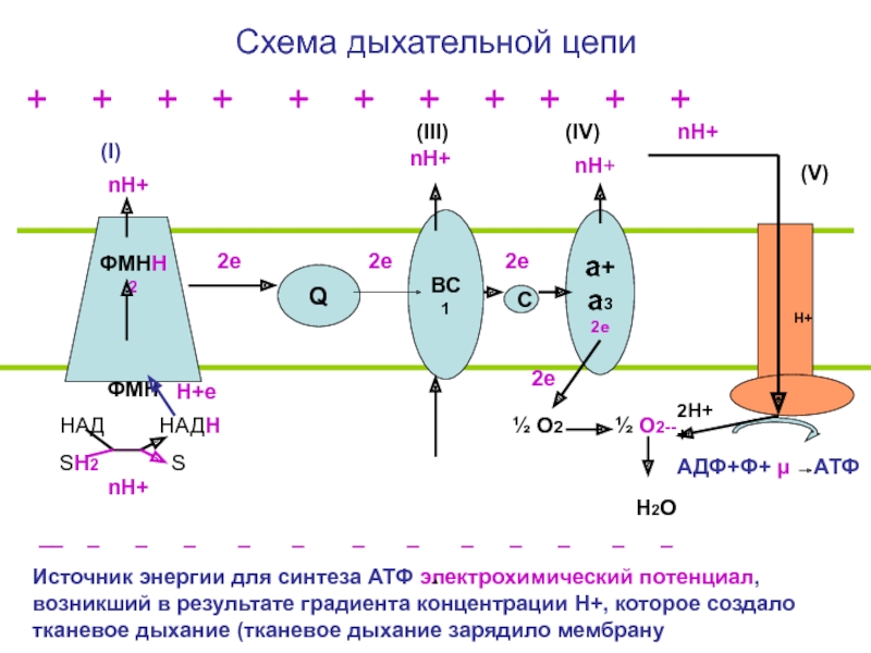 Электронно транспортная цепь схема