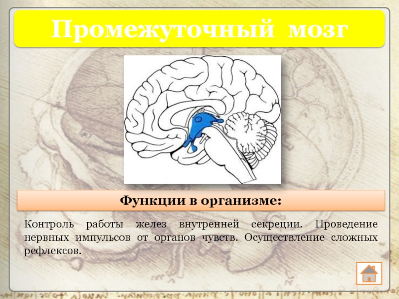 Роль мозга в организме. Функции промежуточного мозга. Функции промежуточного мозга человека. Функции промежуточного мозга внутренней секреции. Функции и рефлексы промежуточного мозга.