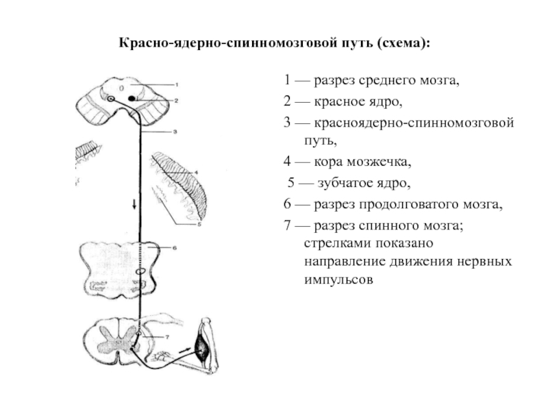 Рефлексы продолговатого мозга схема