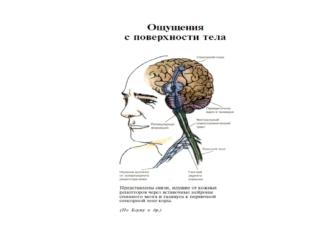 Ощущения с поверхности тела