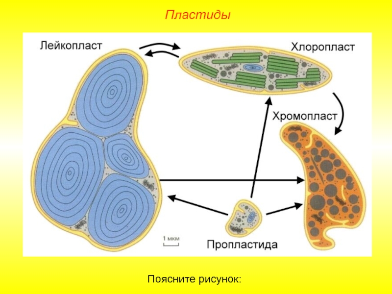 Хлоропласт рисунок в клетке