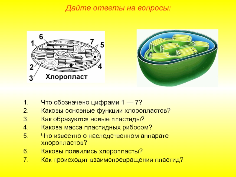 На рисунке животной клетки органоид который контролирует все процессы в клетке обозначен цифрой 3