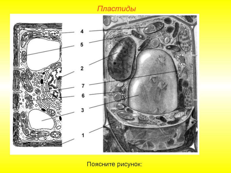 Строение без. Рис 1 растительная клетка. Растительная клетка черно белая. Животная и растительная клетка черно белая. Клетка растения чб.