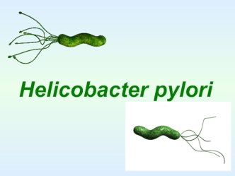 Семейство Helicobacter pylori