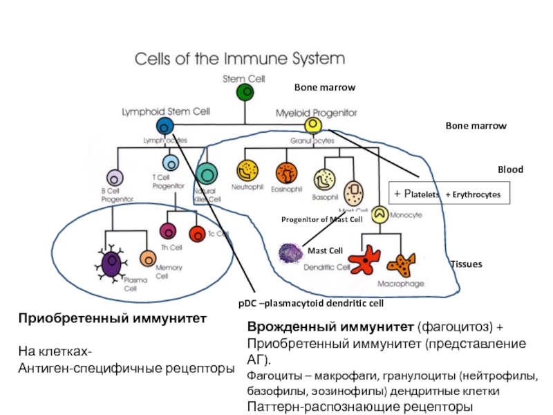 Реферат: Нейрональные рецепторы в клетках иммунной системы