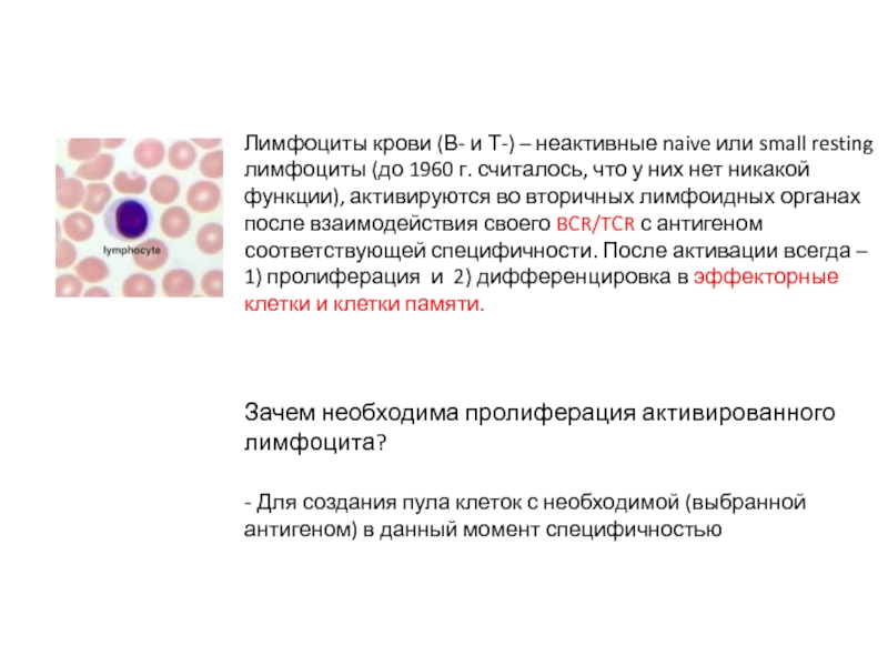 Лимфоциты абсолютные понижены в крови