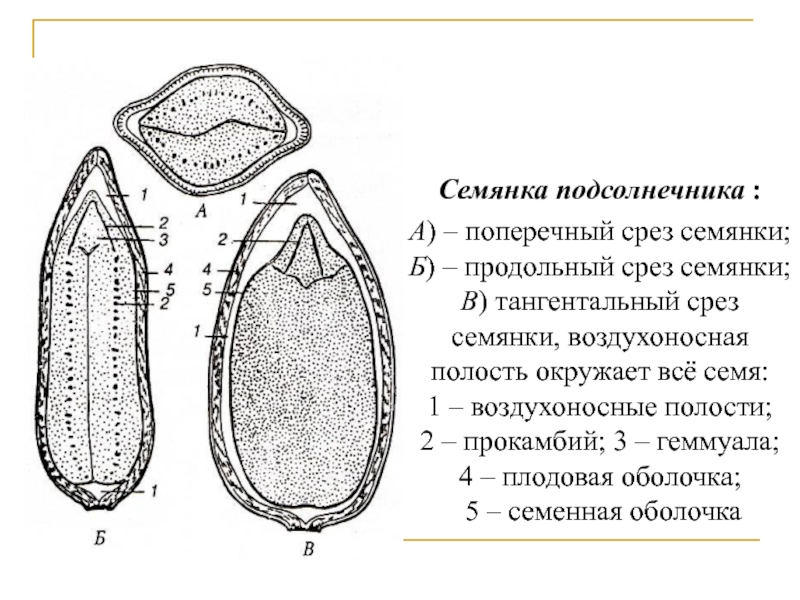 Строение семени подсолнечника рисунок с подписями