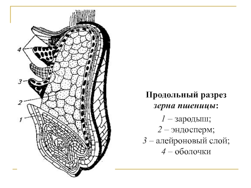 Строение зерновки кукурузы рисунок