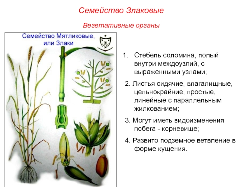 Каково строение вегетативных органов злаковых растений сделай рисунок листа