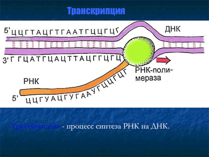 Каким номером на рисунке обозначен продукт транскрипции