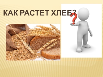 Как растет хлеб