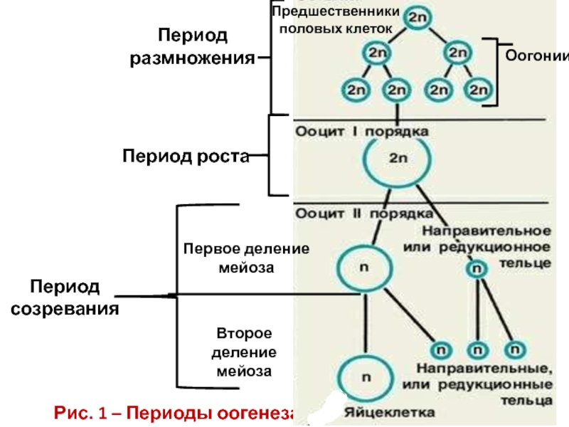 Последовательность процесса созревания женских половых клеток. Гаметогенез оогонии. Оогония это в оогенезе. Образование половых клеток таблица 10 класс. Оогонии и ооциты.