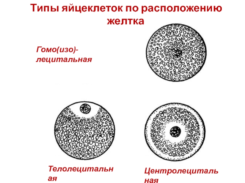 Яйцеклетка подсолнечника