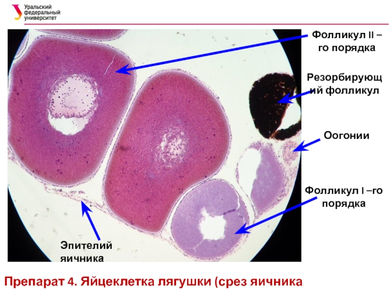 Оболочки яйцеклетки лягушки