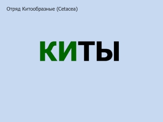 Отряд Китообразные (Cetacea)