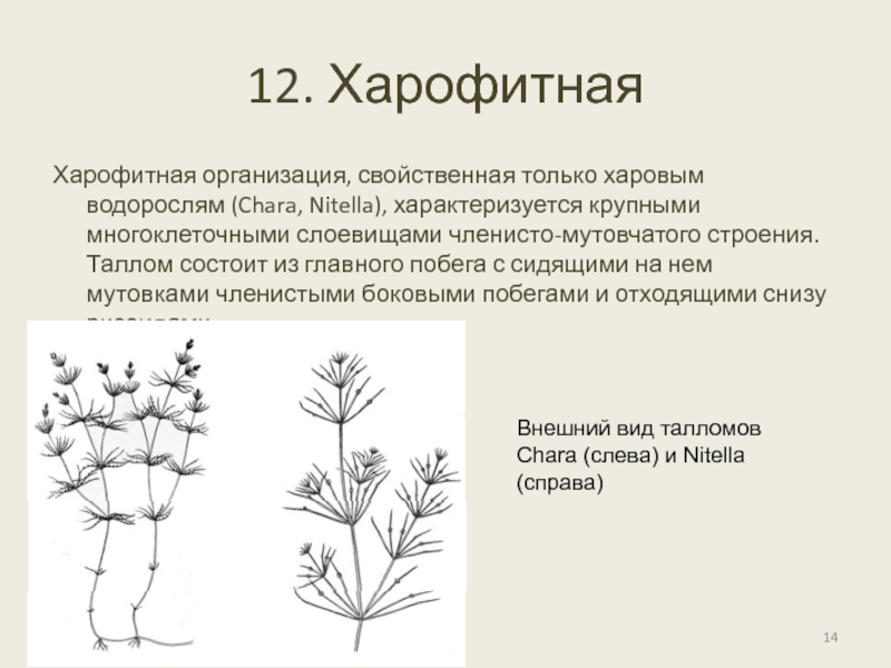 Рассмотрите изображение растений нителла маргаритка просо