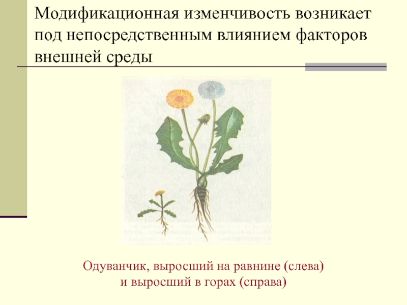 Модификационная изменчивость одуванчика. Стрелолист модификационная изменчивость. Изменчивость одуванчика выращенного в горах и на равнине. Адаптивная модификация СТРЕЛОЛИСТА.