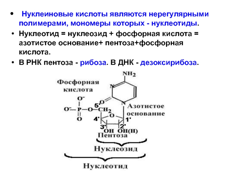 Мономером нуклеиновых кислот является нуклеотид. Нуклеотиды нуклеозиды нуклеиновые кислоты. Нуклеиновые кислоты строение нуклеотида. Нуклеотиды мономеры нуклеиновых кислот. Строение нуклеозидов РНК.