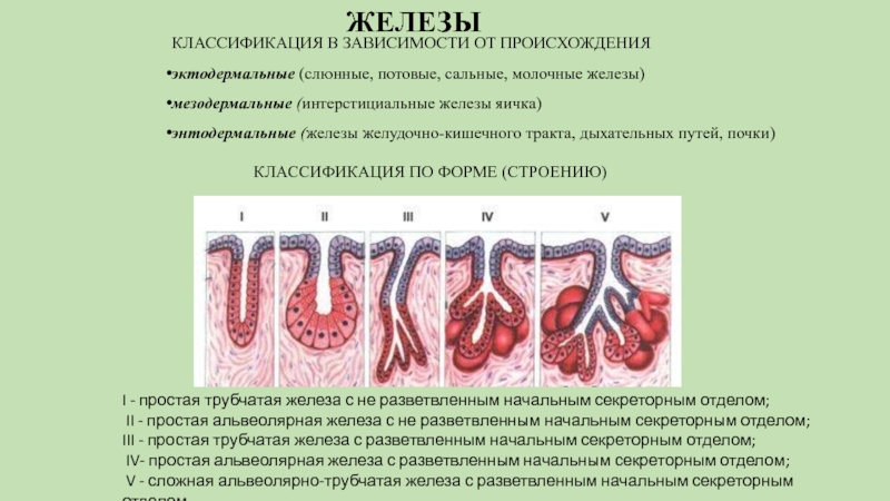 Производные железы. Потовые железы классификация. Энтодермальные железы. Сальные железы классификация. Железы энтодермального происхождения.