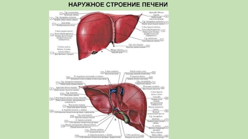 Мелкозернистая структура печени