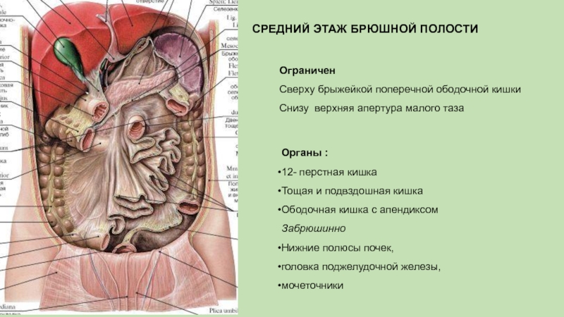 Топографическая анатомия брюшной полости презентация