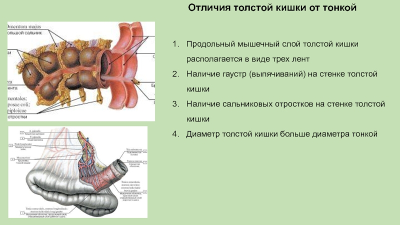 Сальниковые отростки. Отличия тонкого кишечника. Тонкая кишка и толстая кишка отличия. Толстая кишка отличие от тонкой анатомия. Анатомические различия тонкой и толстой кишок.