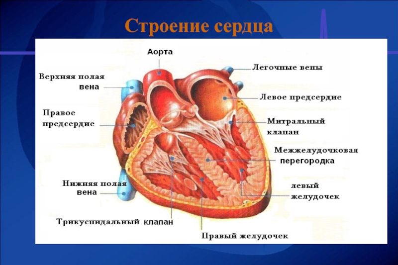 Сердце человека картинка расположение