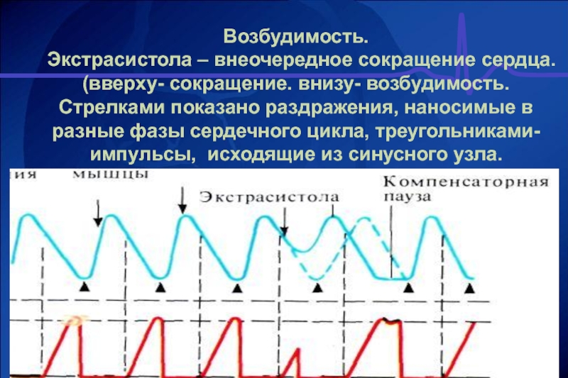 Меры возбудимости