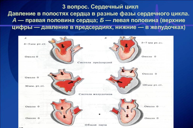 Диаграмма изменения давления и объема крови в желудочках сердца во время сердечного цикла