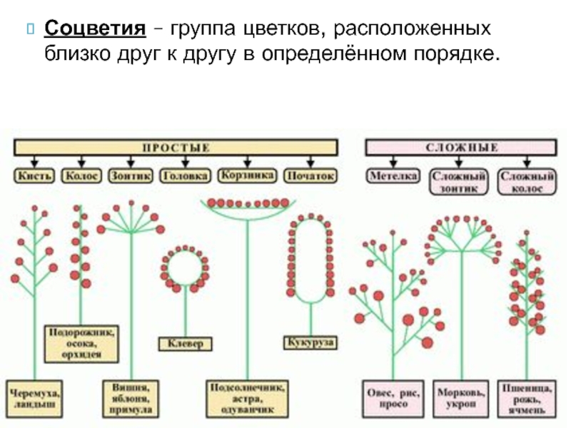 Соцветия цветковых