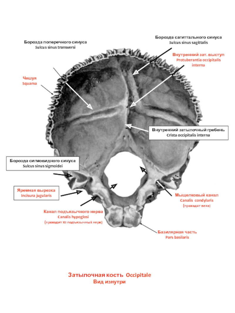 Мыщелки черепа. Кости черепа затылочная кость. Затылочная кость черепа анатомия. Затылочная кость строение медунивер. Анатомия затылочной кости.