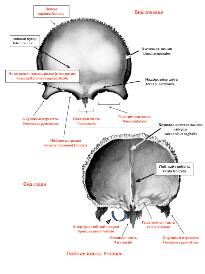 Лобные латынь. Лобная кость черепа анатомия. Лобная кость черепа анатомия человека. Наружная поверхность лобной кости латынь. Анатомические структуры лобной кости.