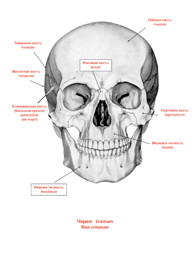 Кости черепа на латыни