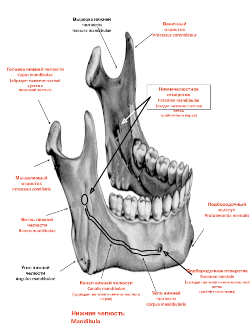 Мыщелок челюсти. Canalis mandibulae анатомия. Processus coronoideus нижней челюсти. Венечный отросток нижней челюсти анатомия. Крыловидная бугристость нижней челюсти.