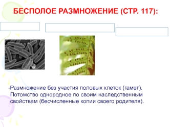 Бесполое размножение