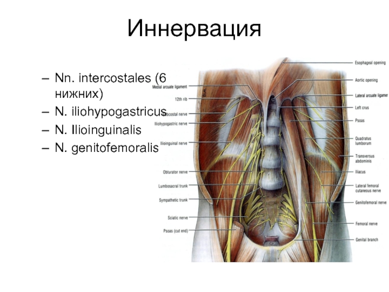 Бедренный нерв иннервирует мышцы