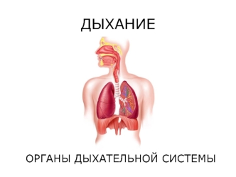 Дыхание. Органы дыхательной системы