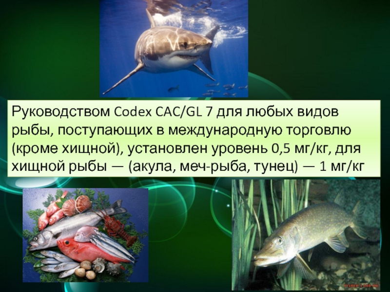 чем питаются рыбы, химические вещества в рыбе, чужеродные вещества в продуктах питания, прокормится рыбы