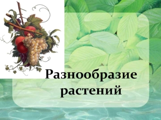 Разнообразие растений