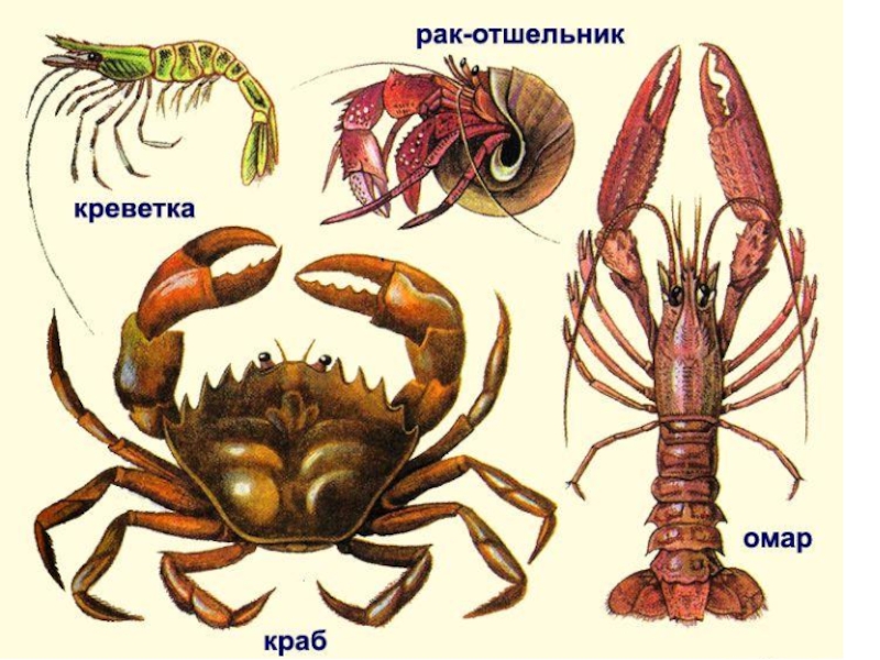 Рак картинка биология