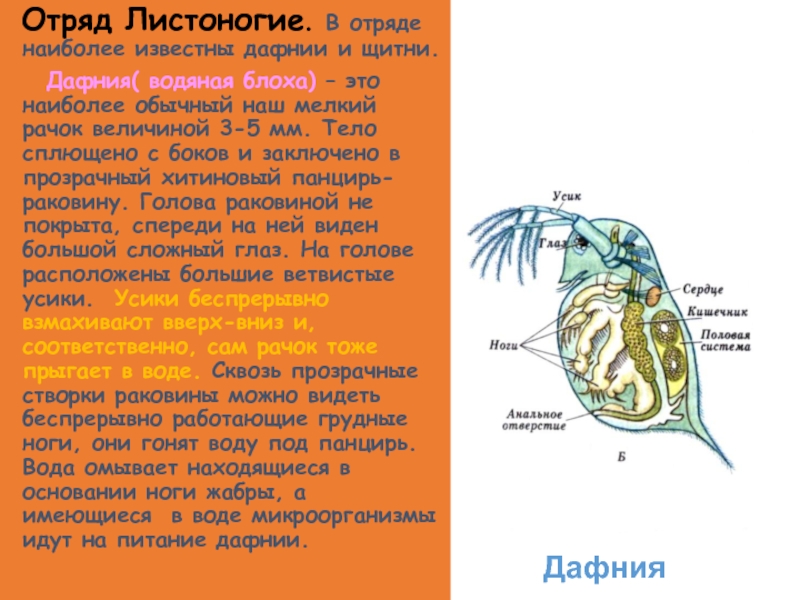 Дафния строение рисунок с подписями