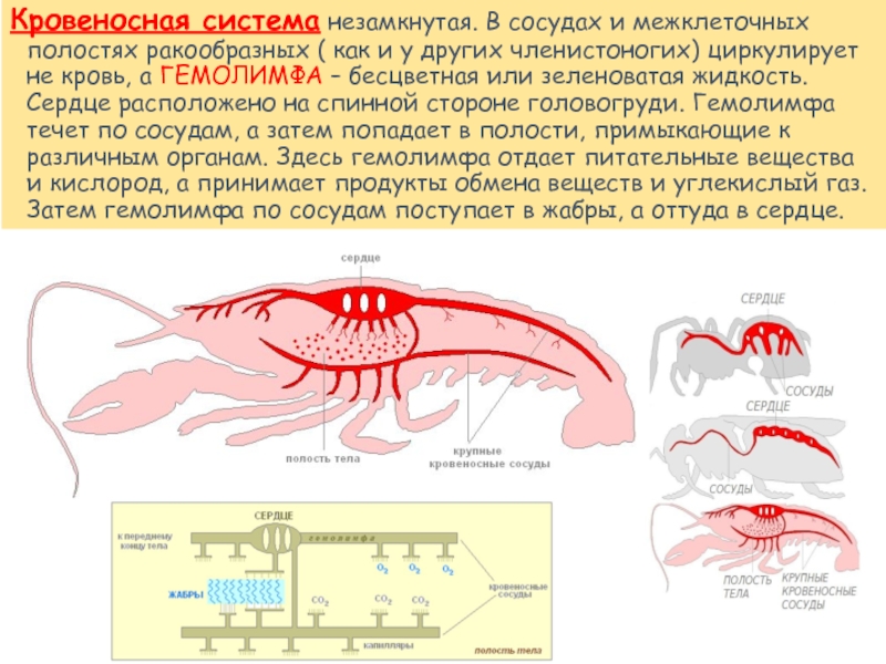 Членистоногие кровеносная система. Биология 7 класс гемолимфа- вид крови?. Кровеносная система членистоногих замкнутая незамкнутая. Гемолимфа у ракообразных. Кровяная система членистоногих.