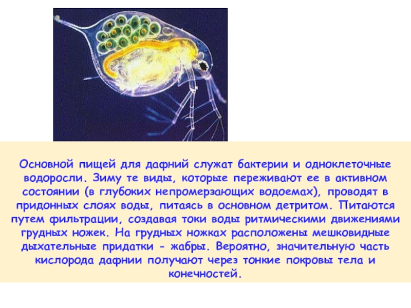 Токсичность дафнии. Дафния одноклеточное. Дафния среда обитания. Биоиндикаторы дафний. Дафния это одноклеточные водоросли.