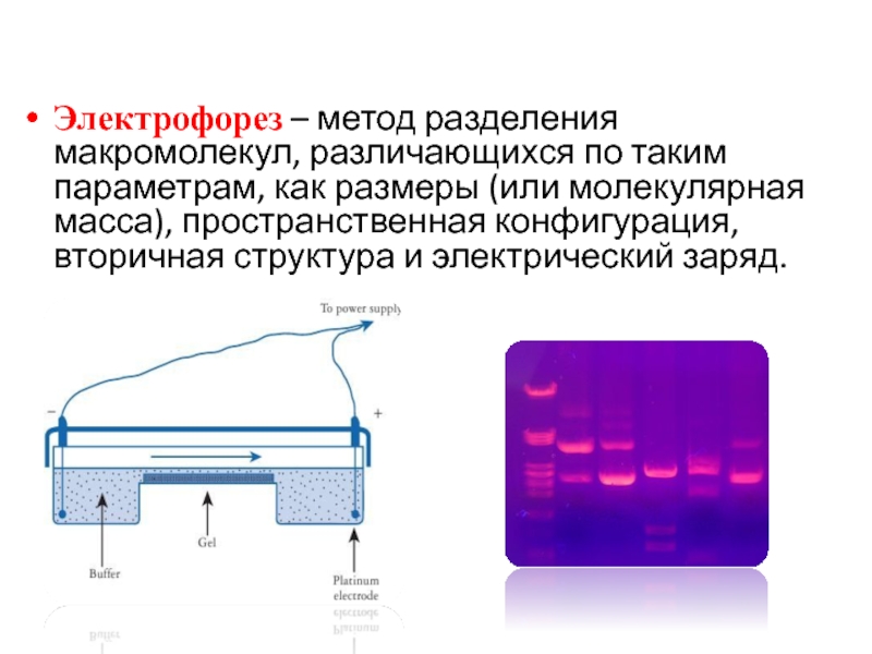 Тест песня электрофорез. Электрофорез биохимия. Принцип электрофореза. Электрофорез метод. Методы электрофореза.