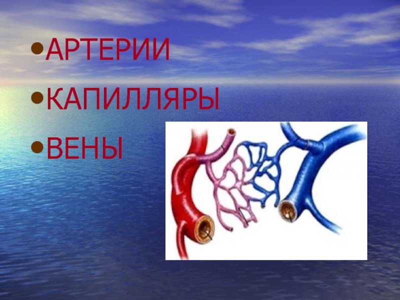 Соответствие артерии вены капилляры. Капилляр (биология). Форникальные капилляры.